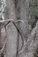 Acacia catenulata