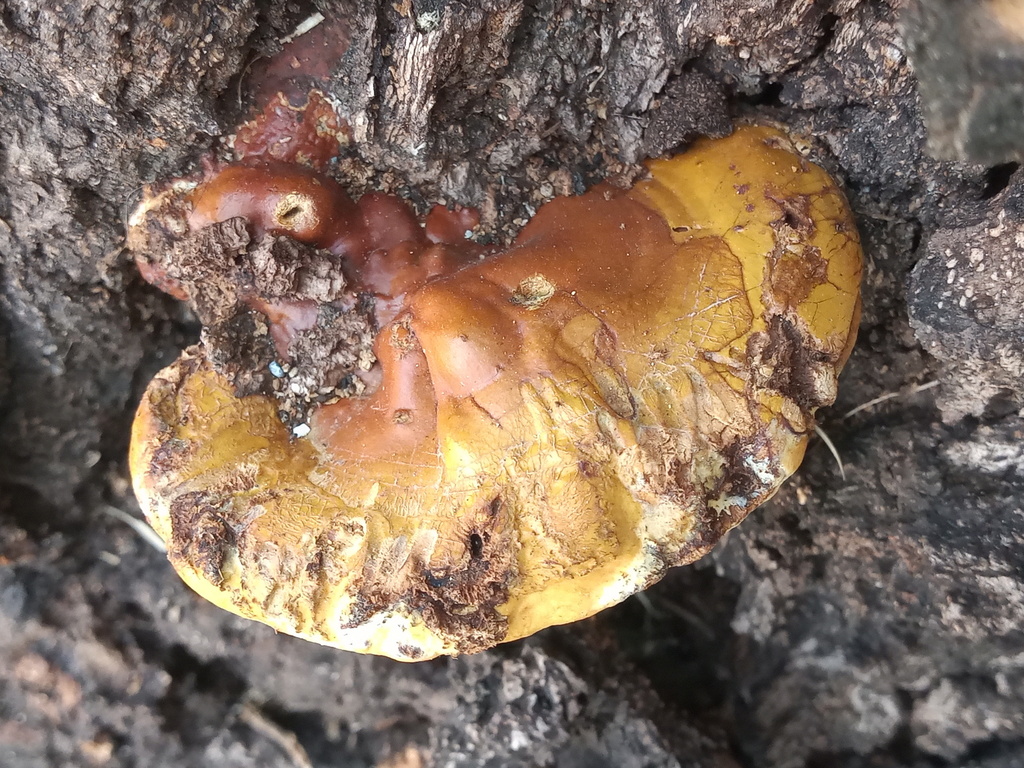 Ganoderma polychromum · November 2025 · photo: © rodolfosalinas (iNaturalist, cc-by)