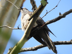 Cacomantis variolosus