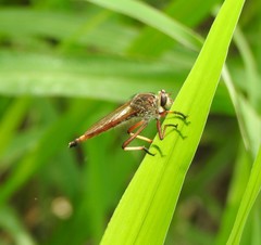 Colepia rufiventris