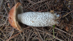 Leccinum vulpinum