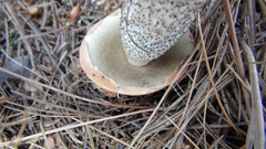 Leccinum vulpinum