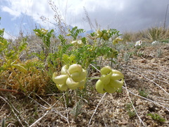 Astragalus lentiginosus diphysus