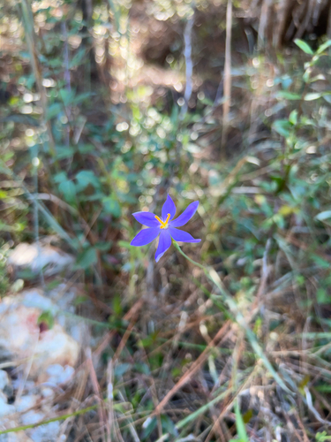celestial lily (Nemastylis floridana)