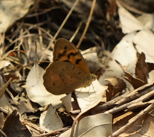 Common Brown photo 3