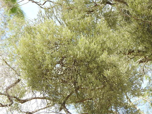 Image of Notothixos incanus by (c) Greg Tasney, some rights reserved (CC BY-SA)