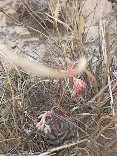Desert Savior (Echeveria strictiflora)