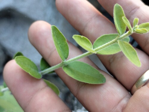 desert-olive (Forestiera phillyreoides)