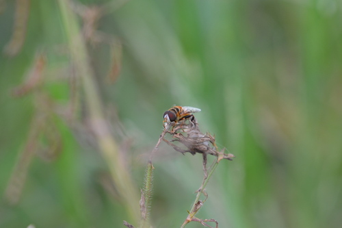 Unknown species found near Cutler Bay, FL, USA