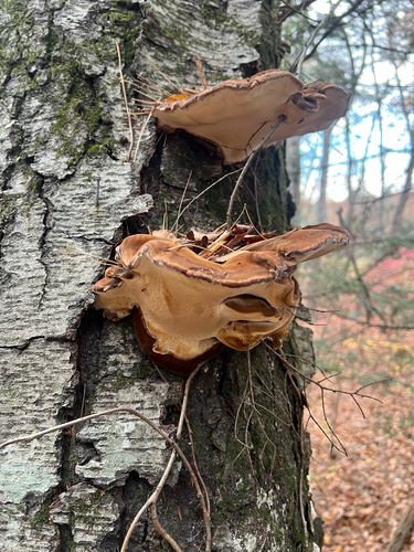 Resinous Polypore