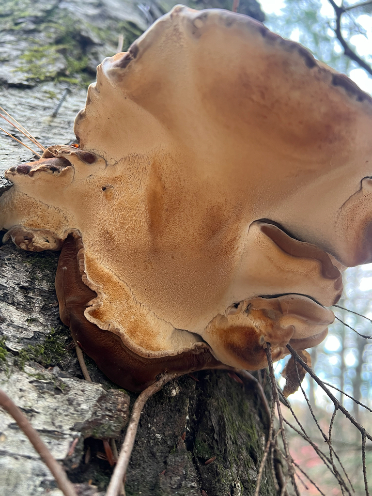 Resinous Polypore