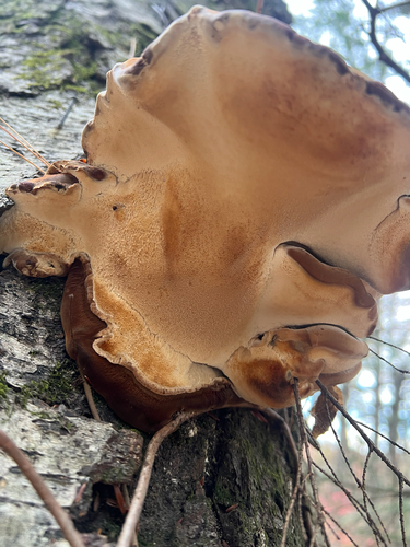 Resinous Polypore
