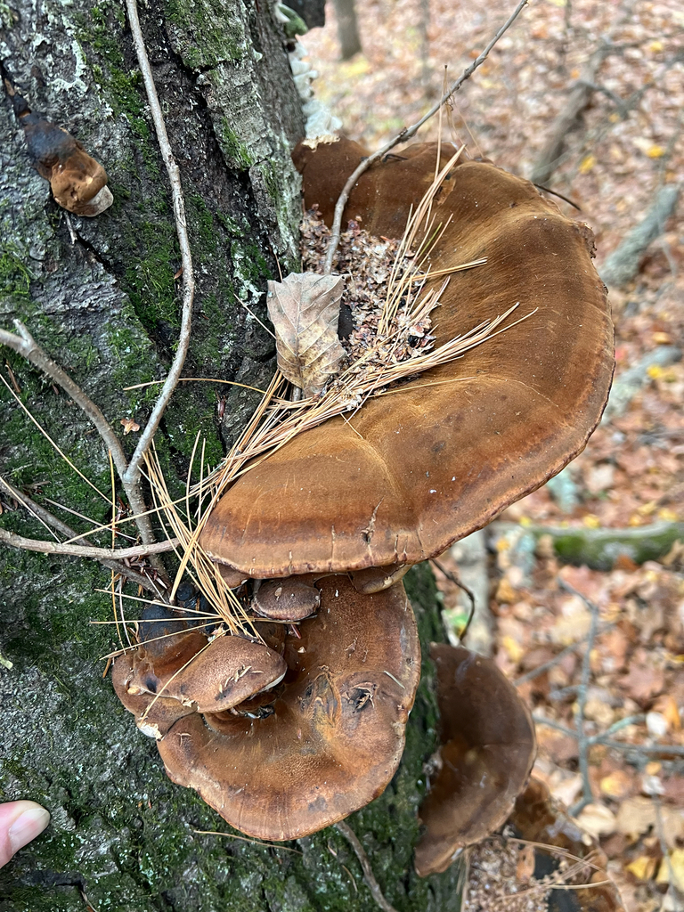 Resinous Polypore