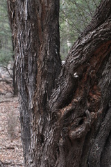 Acacia catenulata