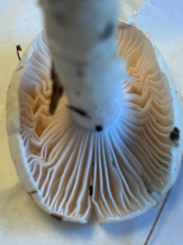 yellow-centered waxy cap