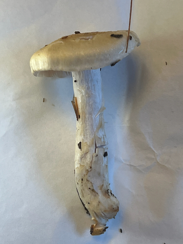 yellow-centered waxy cap