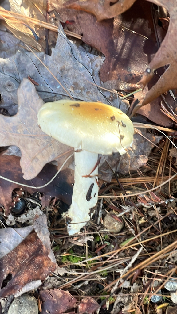 yellow-centered waxy cap