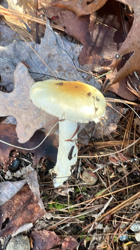 yellow-centered waxy cap