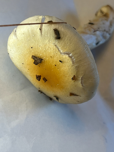 yellow-centered waxy cap