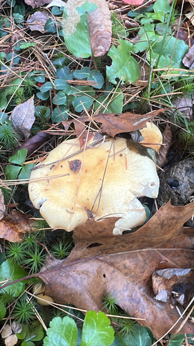 yellow-centered waxy cap