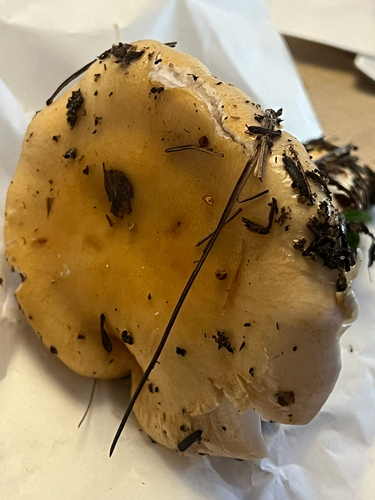 yellow-centered waxy cap