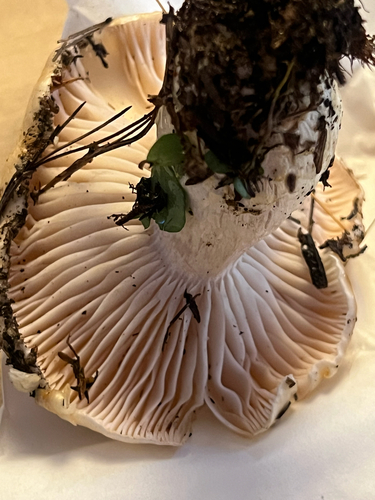 yellow-centered waxy cap