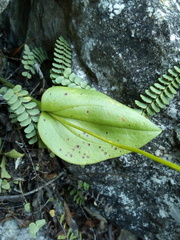 Malaxis brachystachys