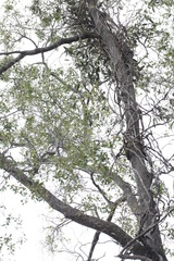 Parsonsia eucalyptophylla