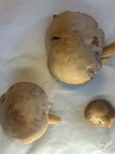 Agaricineae