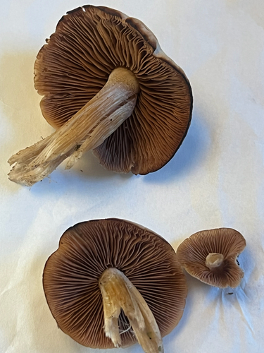 Agaricineae