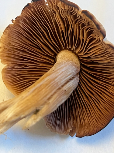 Agaricineae