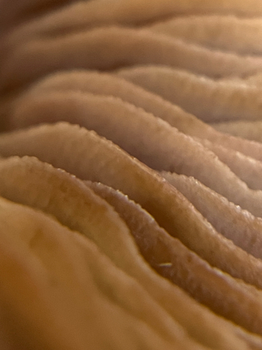 Agaricineae