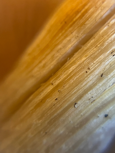 Agaricineae