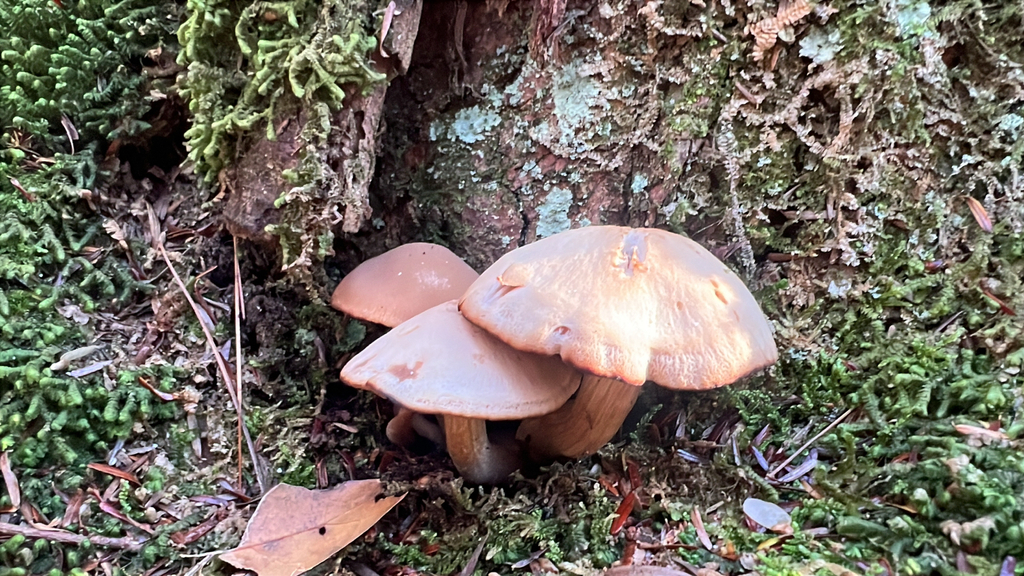 Agaricineae