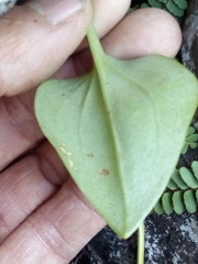 Malaxis brachystachys