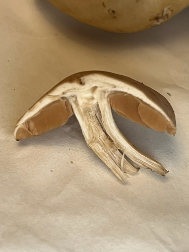 Agaricineae