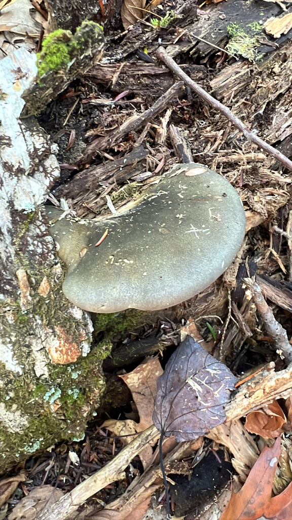 Late Oyster