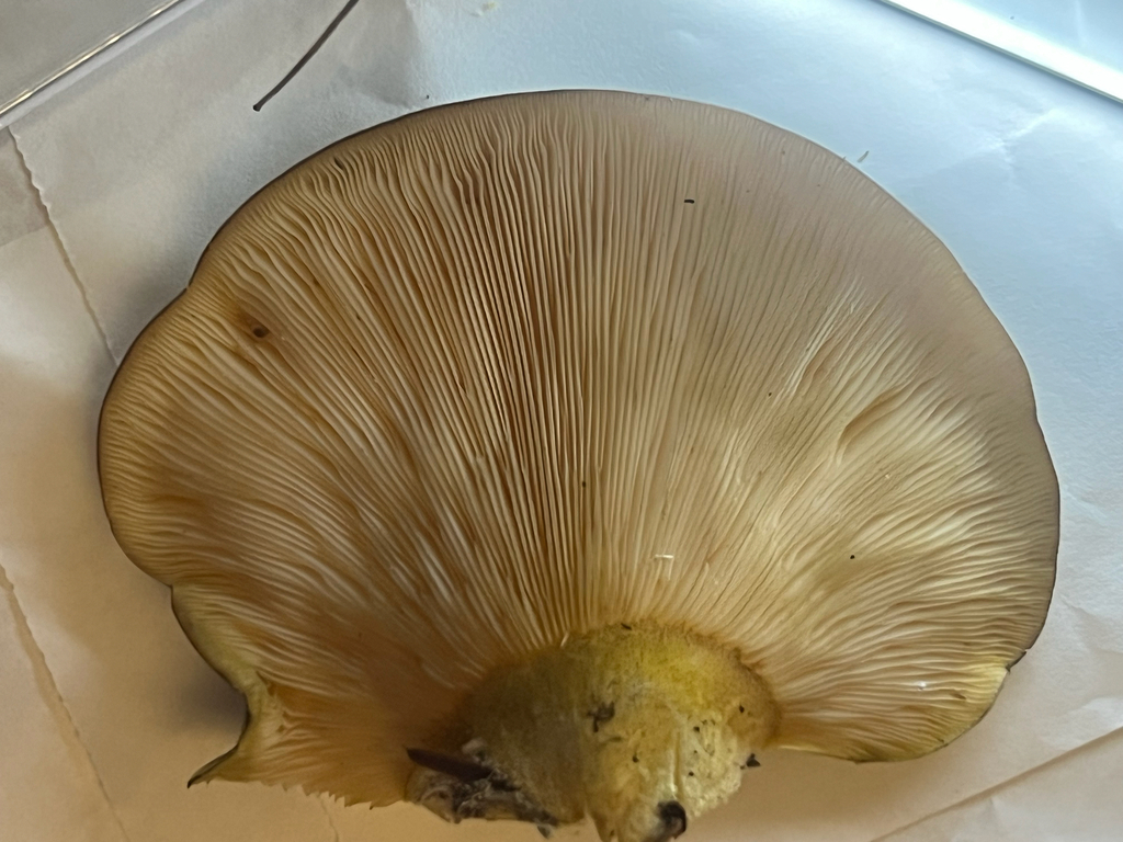 Late Oyster