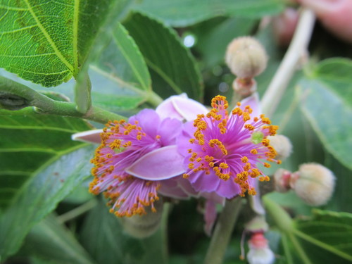 Lavender Star Flower (Grewia glandulosa)