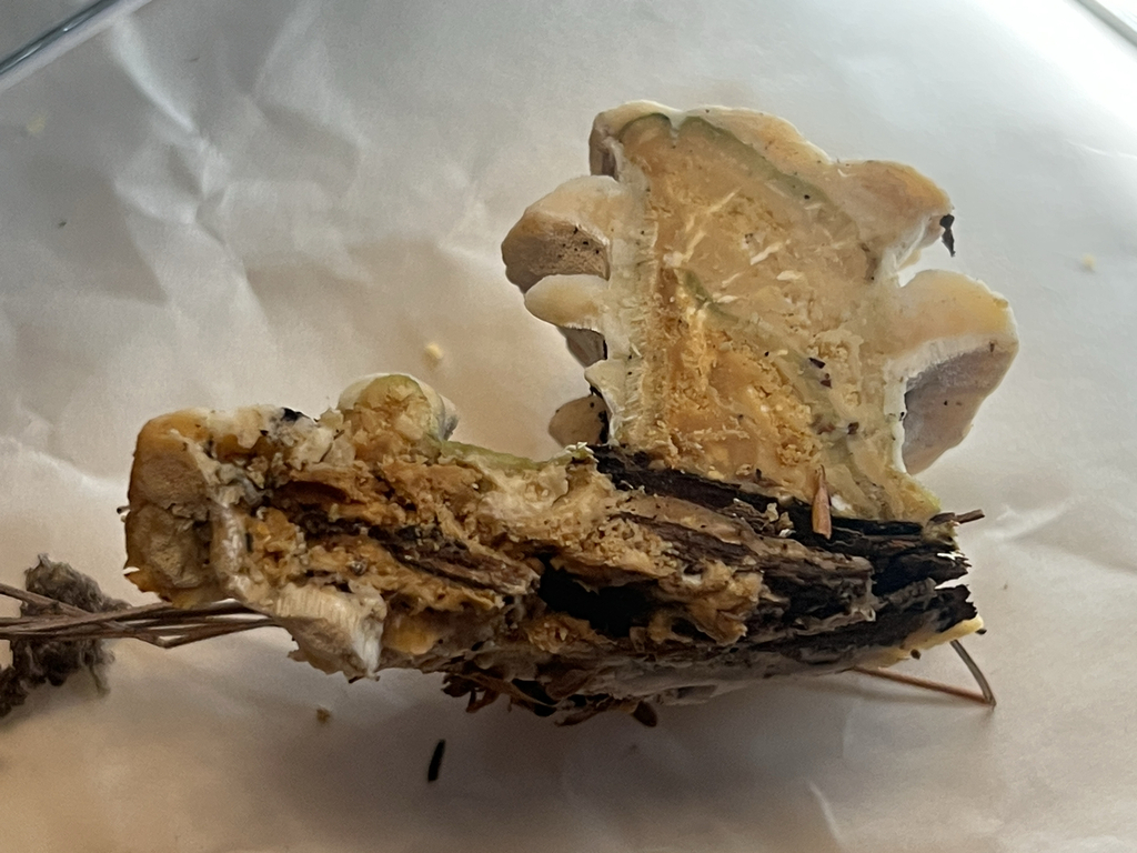 Shelf Fungi