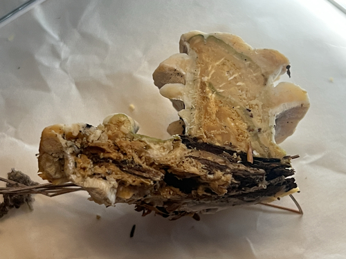 Shelf Fungi
