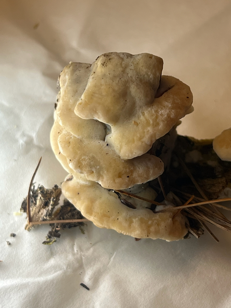 Shelf Fungi