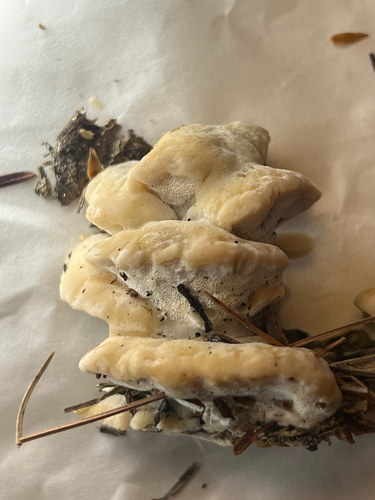Shelf Fungi