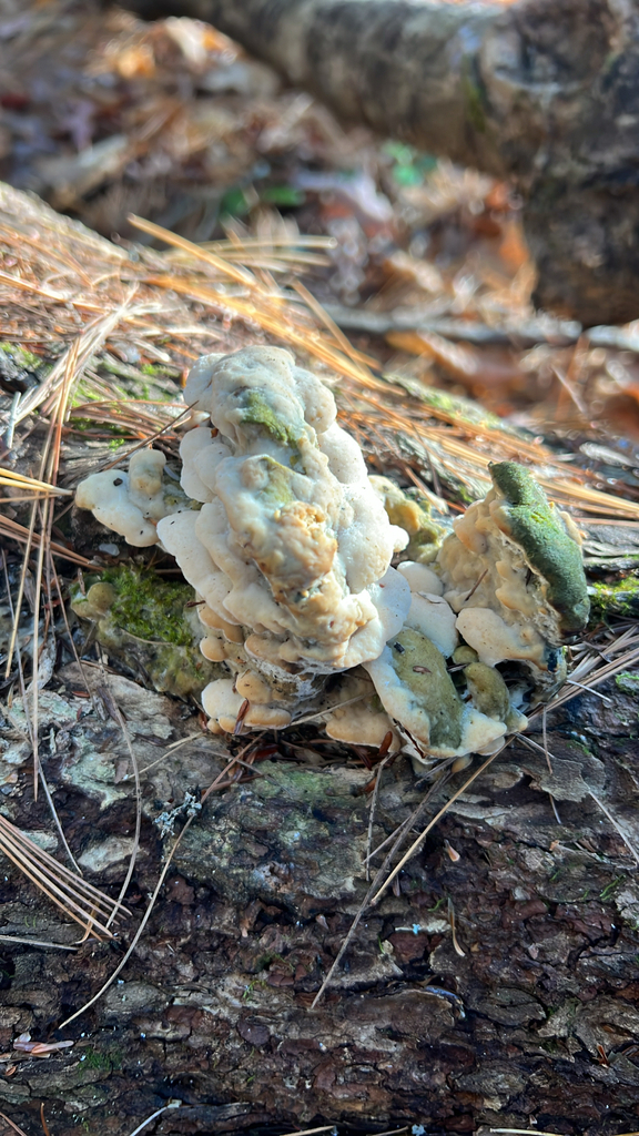 Shelf Fungi