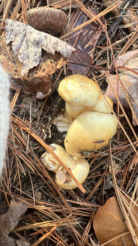 yellow-centered waxy cap