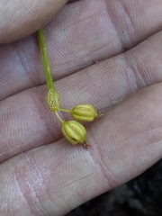 Malaxis brachystachys