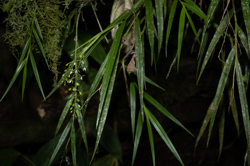 Epidendrum guaridense Hágsater & E.Santiago
