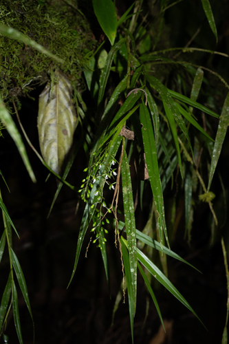 Epidendrum guaridense Hágsater & E.Santiago 2