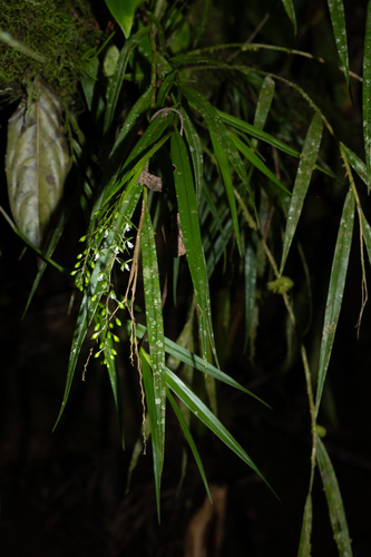 Epidendrum guaridense Hágsater & E.Santiago 3