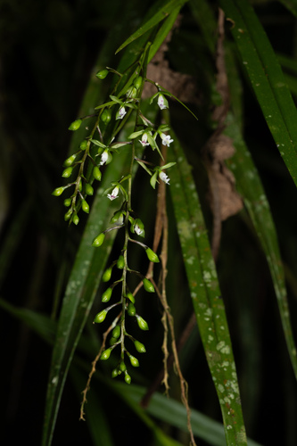 Epidendrum guaridense Hágsater & E.Santiago 4